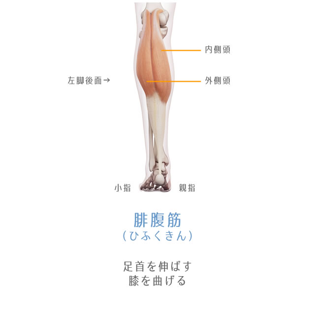 図解 下腿三頭筋 ヒラメ筋 腓腹筋 ふくらはぎ筋トレとストレッチ カラダメイクラボ