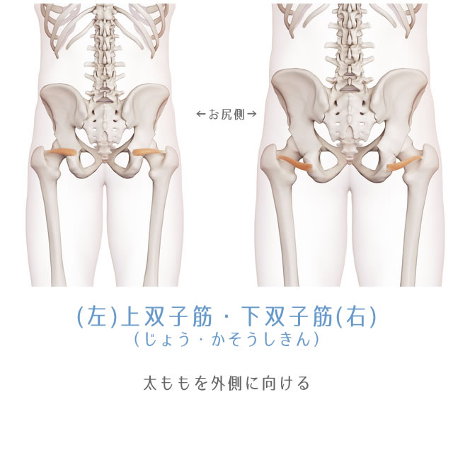 双子筋