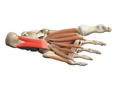 足の筋肉（足底方形筋）